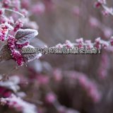 【トラリピ】2025年1月の利益【FIRE進捗】